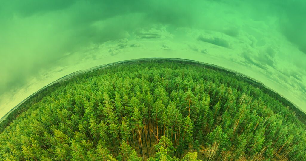 imagen de bosque