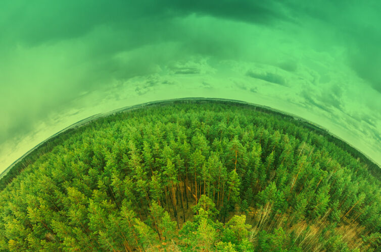 imagen de bosque